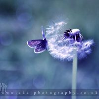 powder_puff_2_by_aka_photography_uk d2pwtfe