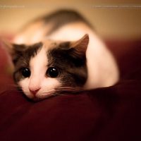 stalkie_by_aka_photography_uk d35jvn2