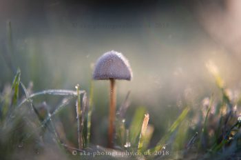 frosted mushroom2