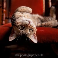 30804901541_0a506f9c85_o