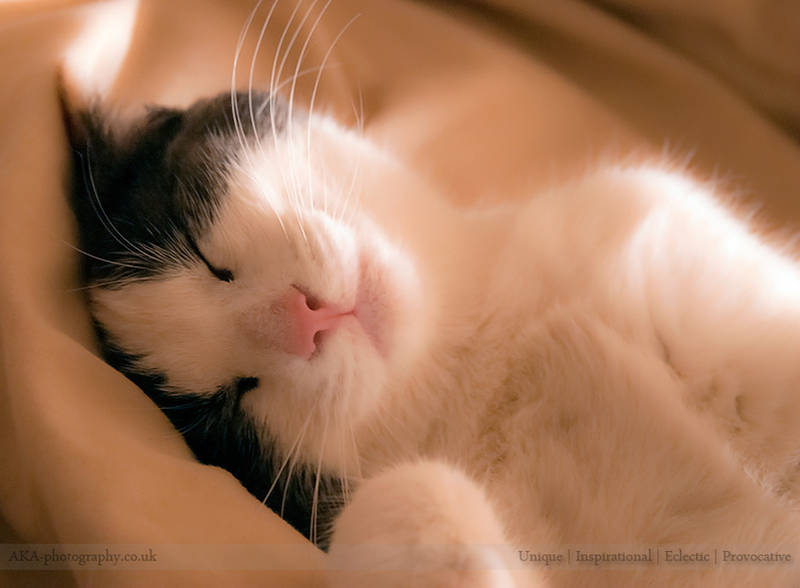 Sleeping cat