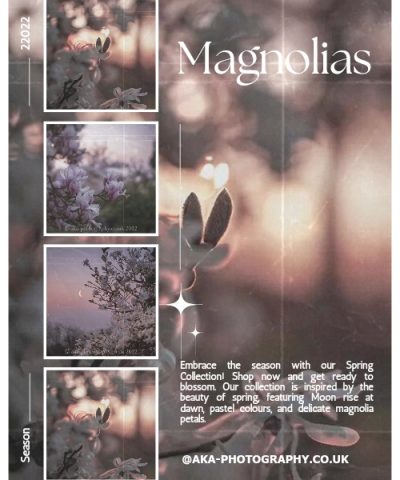 Magnolia tree and moon